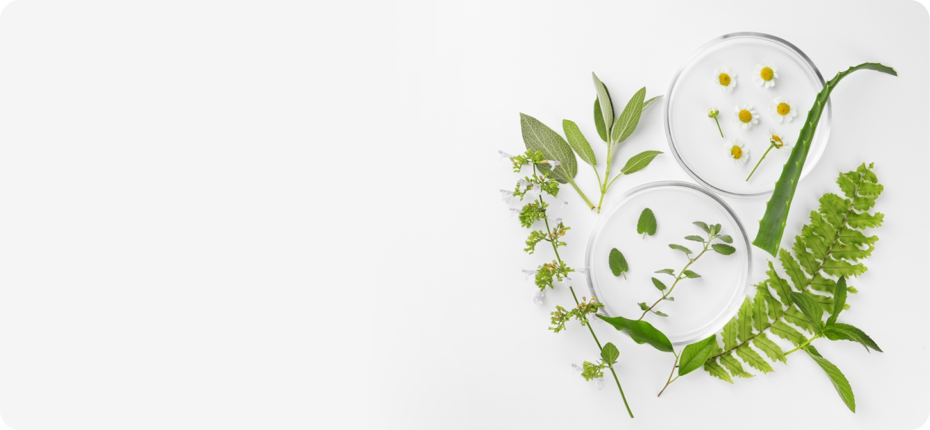 Natural skincare ingredients