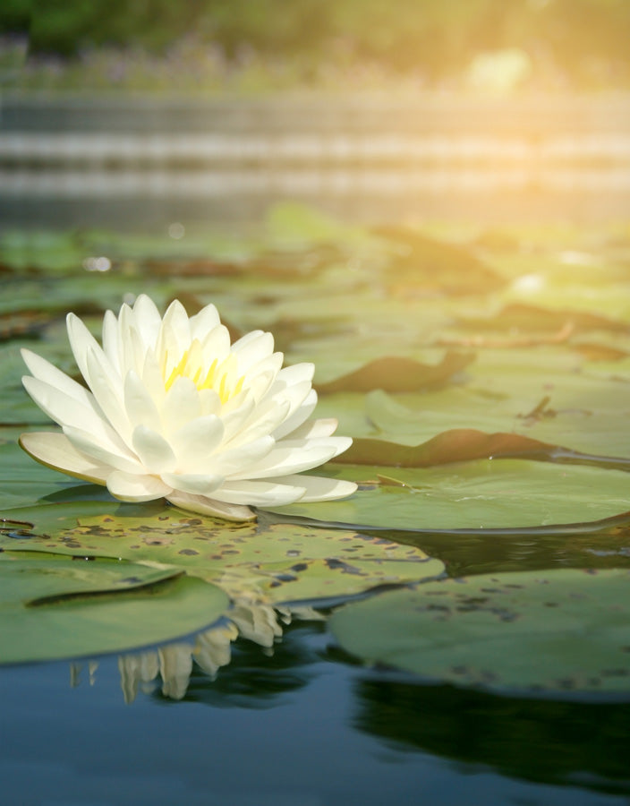 White water lily flower on a pond with sunlight filtering through